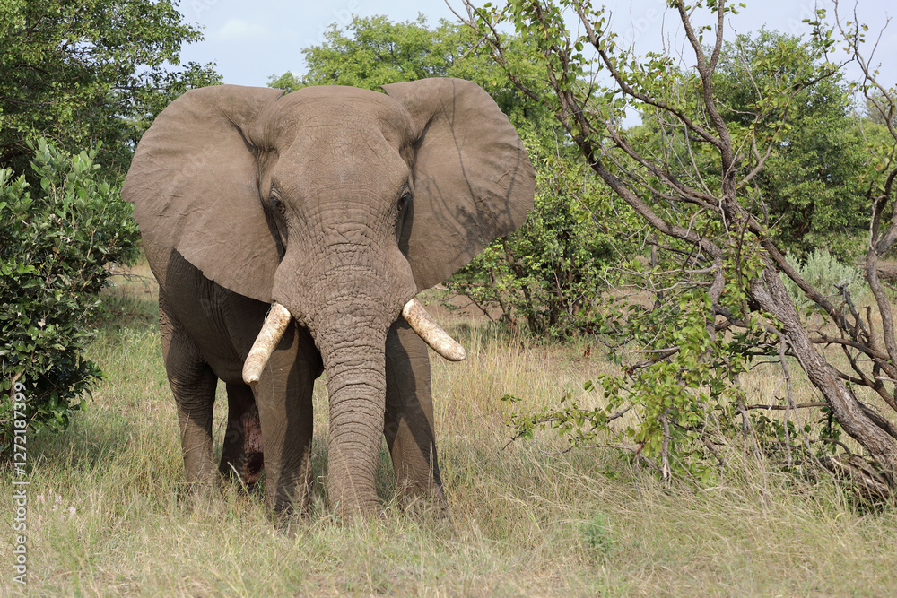 Afrikanischer Elefant / African elephant / Loxodonta africana Afrikanischer Elefant / African elephant / Loxodonta africana