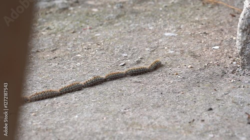 Processionary Caterpillars Moving in a Perfect Line in Nature