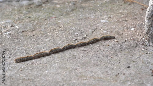 Processionary Caterpillars Moving in a Perfect Line in Nature