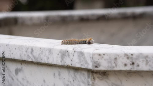 Processionary Caterpillars Moving in a Perfect Line in Nature