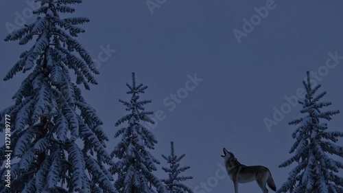 Wolf howling under snowy trees during twilight hours