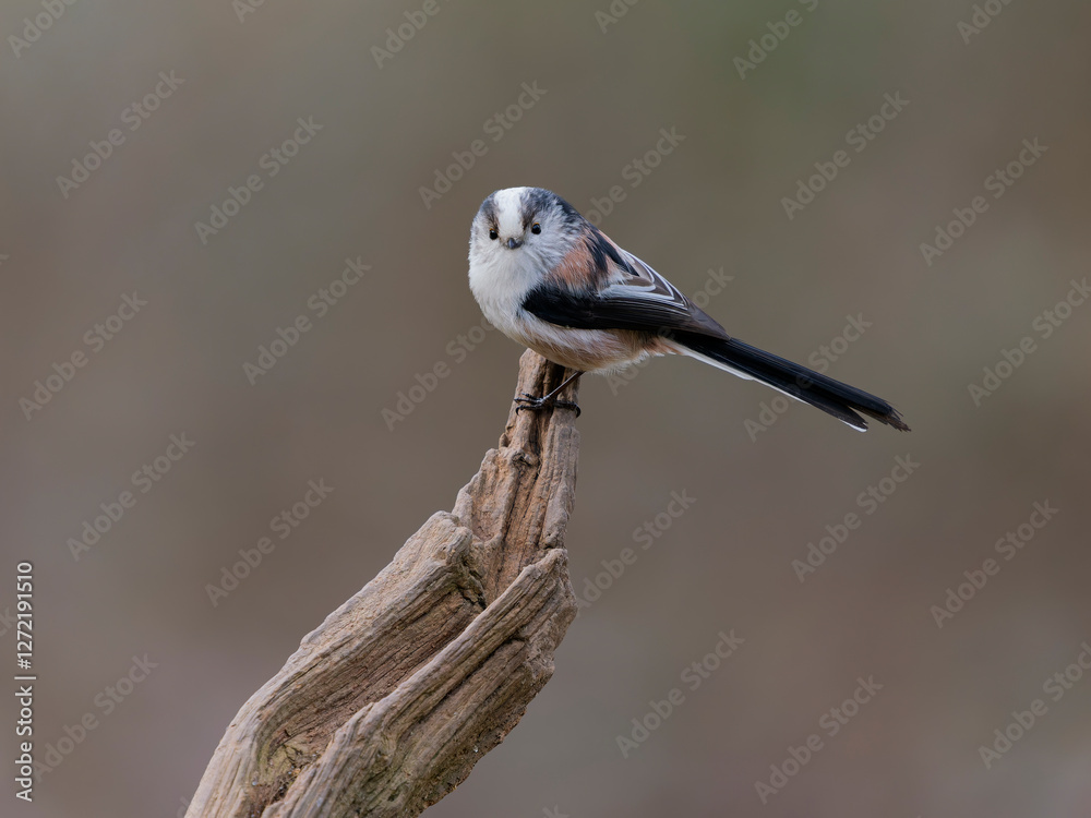 Fototapeta premium Long-tailed tit, Aegithalos caudatus,