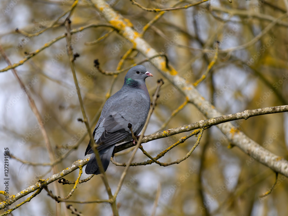 Stock dove, Columba oenas Stock dove, Columba oenas