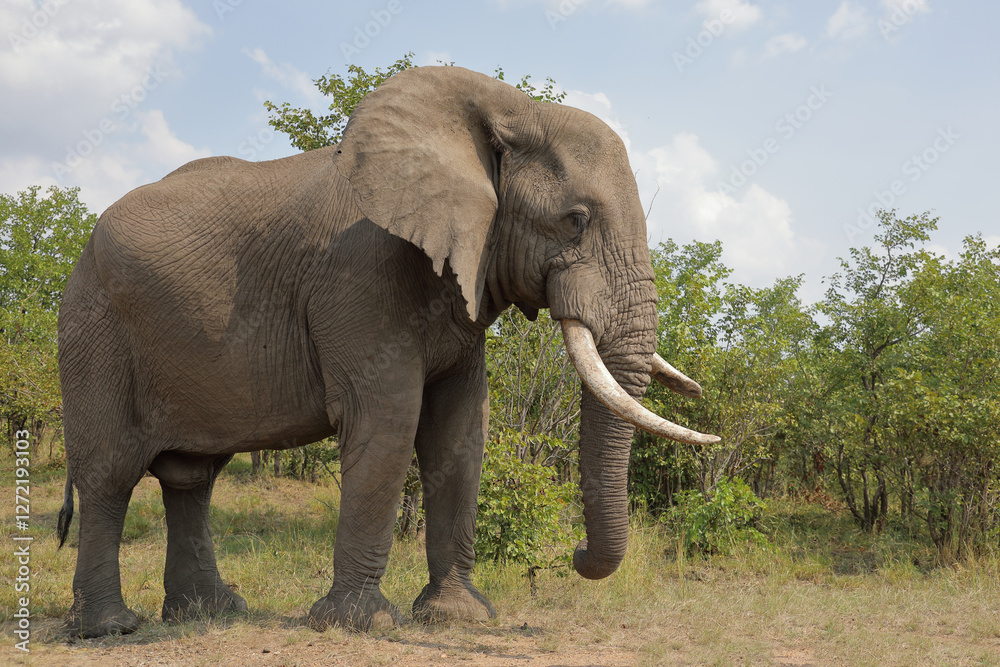 Fototapeta premium Afrikanischer Elefant / African elephant / Loxodonta africana