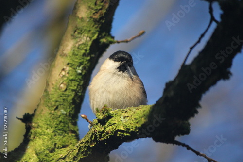 Marsh tit in the sun photo