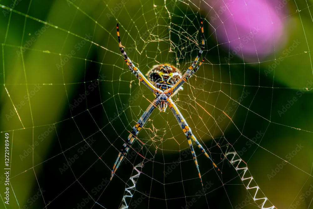 Macro close-up of an orb weaver spider with various oranges, blues, greens and reds with web and greenery background Macro close-up of an orb weaver spider with various oranges, blues, greens and reds with web and greenery background