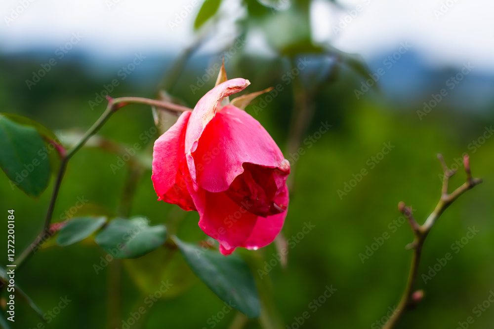 Beautiful red rose (scarlet garden rose) Beautiful red rose (scarlet garden rose)