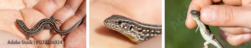 herpetologist hand holding juvenile balkan wall lizard. Podarcis tauricus photo