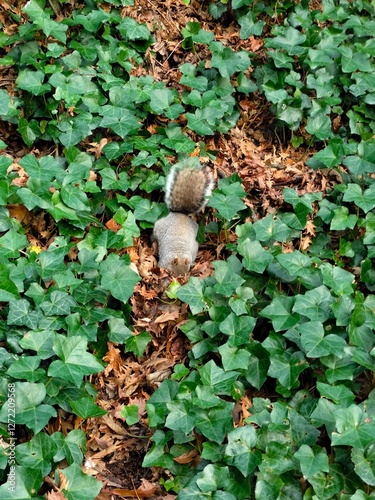 squirrel in green foliage