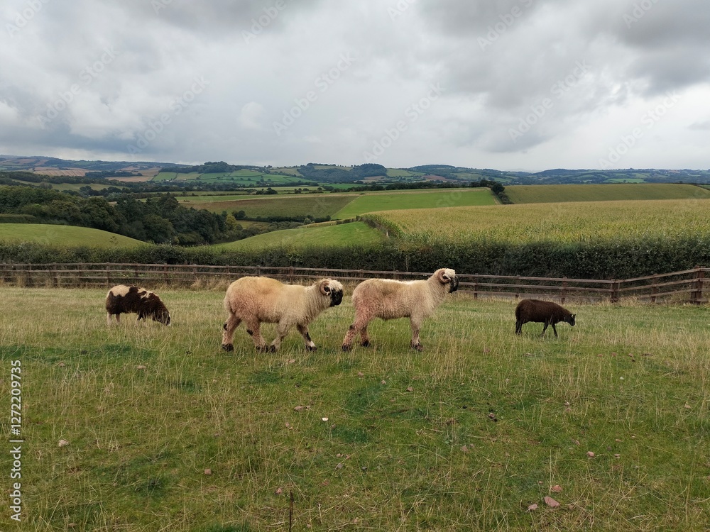 Various breeds of sheep grazing in lush green field in Devon Various breeds of sheep grazing in lush green field in Devon