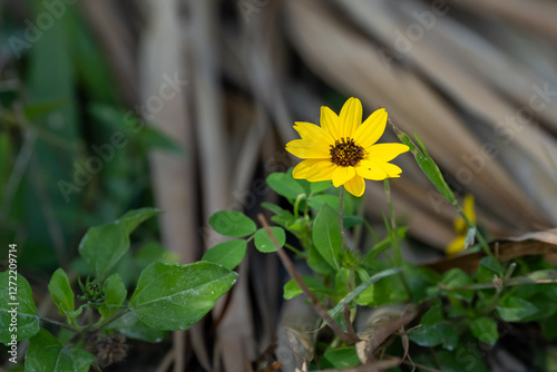 yellow flower on a green background