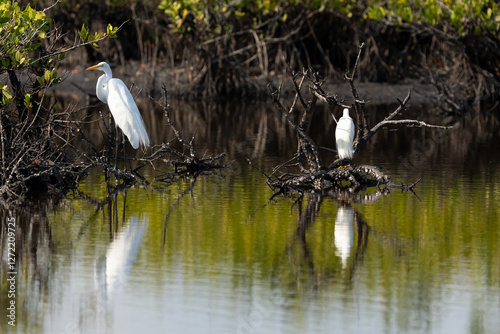 Egrets