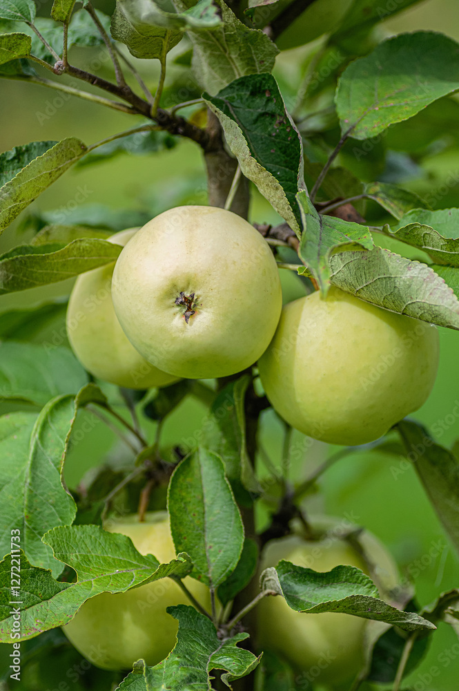 Close-up of a green apple tree branch adorned with mature pale green apples. Close-up of a green apple tree branch adorned with mature pale green apples.