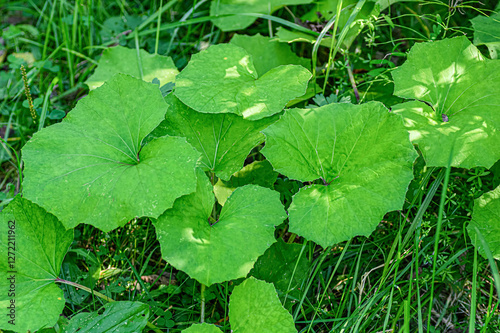 Bild auf Leinwand Green leaves of the medicinal plant tussilago farfara closeup.