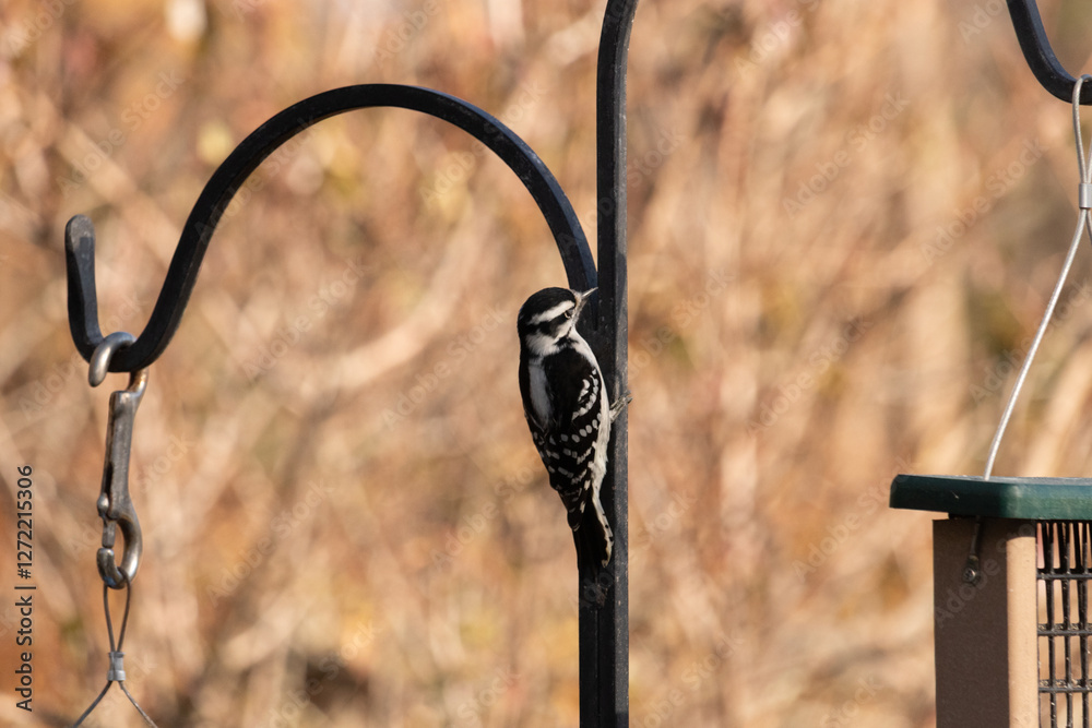 This cute downy woodpecker was seen here clinging to the metal pole. The black and white feathers of this bird help them to blend in. The little beak of this bird looks pointy to help them get food. This cute downy woodpecker was seen here clinging to the metal pole. The black and white feathers of this bird help them to blend in. The little beak of this bird looks pointy to help them get food.