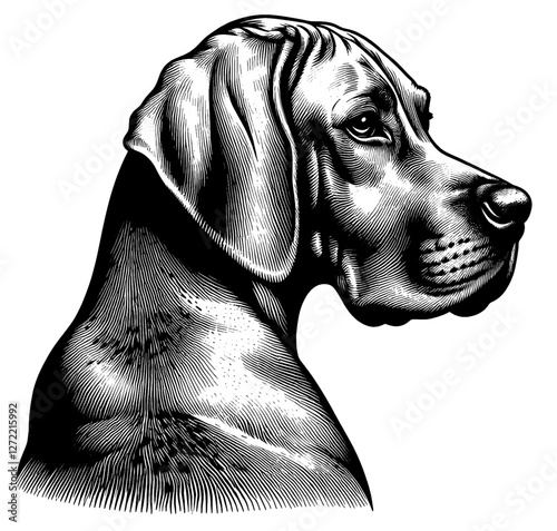 Hand drawn Vizsla portrait, vector sketch isolated on white background, SVG vector	
