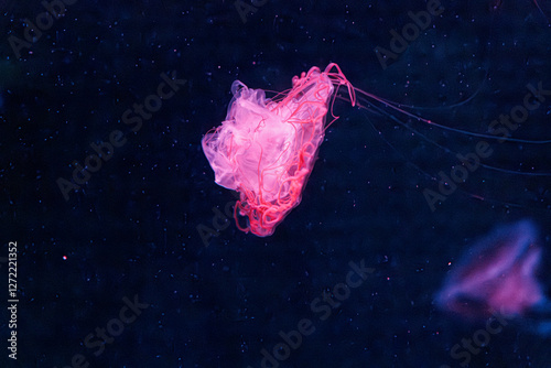 underwater photography jellyfish chrysaora melanaster, Northern Sea Nettle or brown jellyfish photo