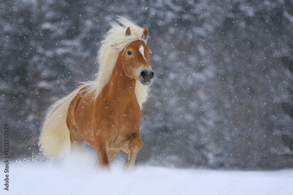 Haflinger Hengst - Galopp im Schnee Haflinger Hengst - Galopp im Schnee