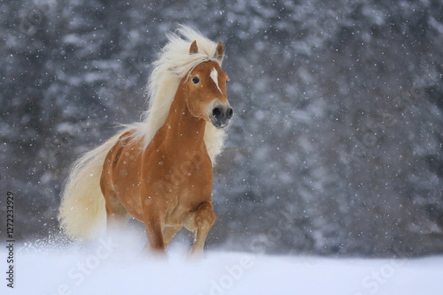 Haflinger Hengst - Galopp im Schnee