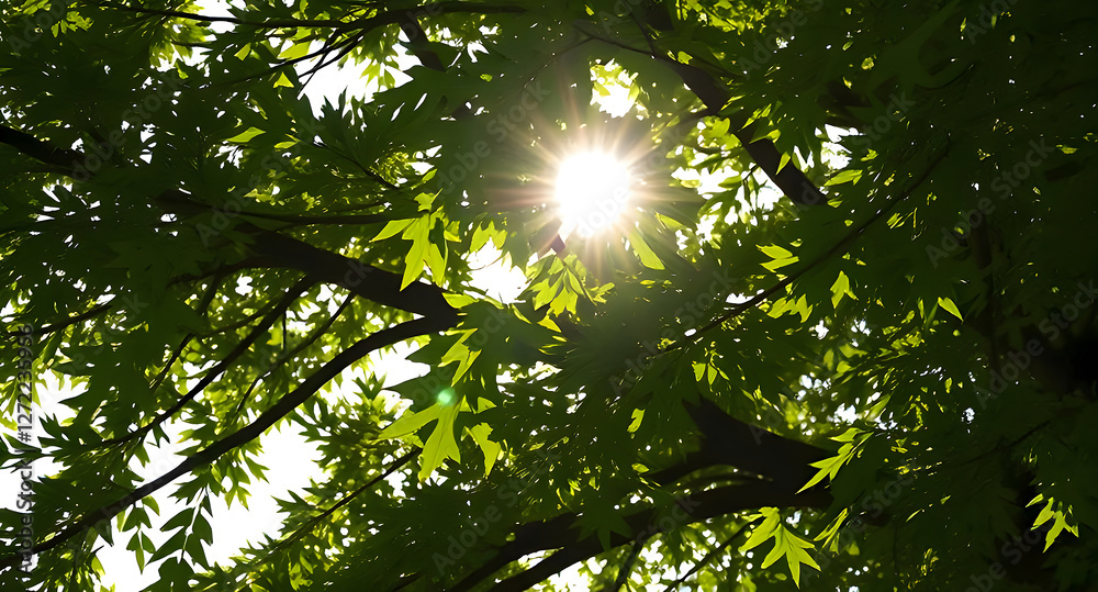 Obraz premium old oak tree foliage in morning light with sunlight