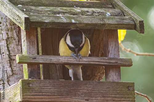 ptaki sikorki i mazurki przy karmniku w czasie łagodnej zimy w Europie