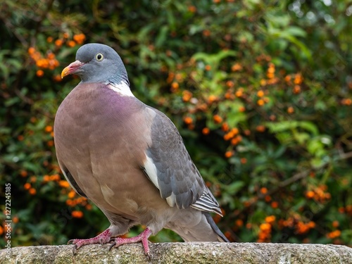 Wallpaper Mural Wood pigeon perched in a garden Torontodigital.ca