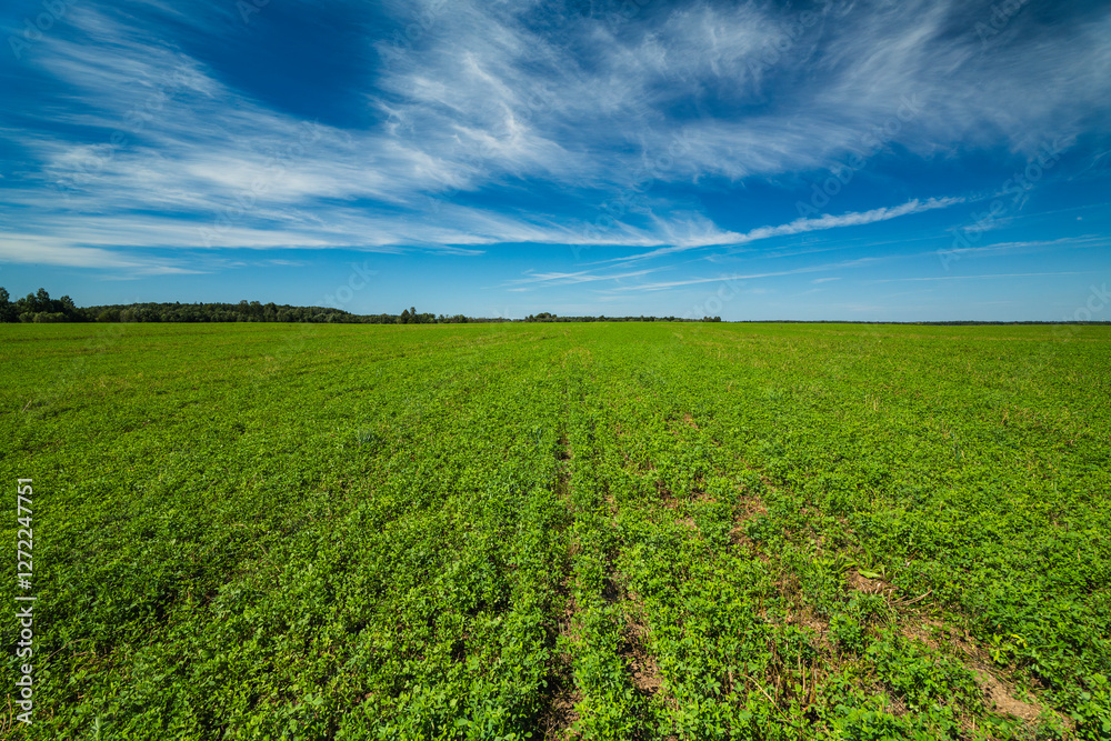 Green agricultural field under a clear blue sky in rural landscape Green agricultural field under a clear blue sky in rural landscape