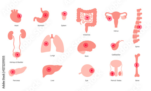 Human internal organs
