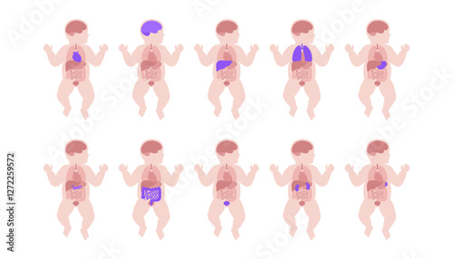 Human internal organs