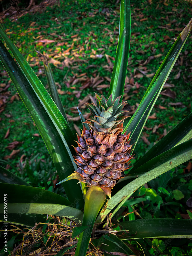 Fototapeta premium pineapple growing in a garden