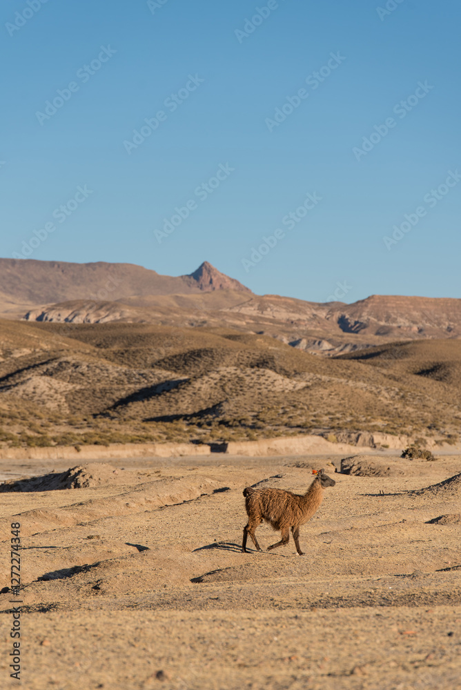 beautiful portrait of a lama, alpaca walking in the Andes mountain range surrounded by mountains, clouds with a blue sky illuminated with natural light in the heights	