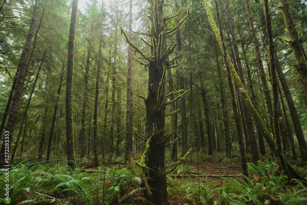 Fototapeta premium Single massive pine tree by itself in a dense pine forest.