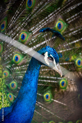 Close-up of a vibrant blue peacock with its iridescent feathers fully fanned out. The detailed texture and striking eye-spots create a mesmerizing and elegant display of nature’s beauty.