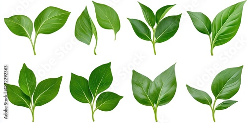 Isolated green leaves showcasing vivid colors and detailed venation