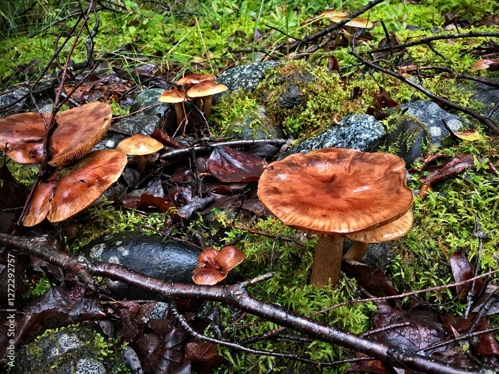 mushrooms growing in wet moss, rocks, twigs, dead leaves mushrooms growing in wet moss, rocks, twigs, dead leaves
