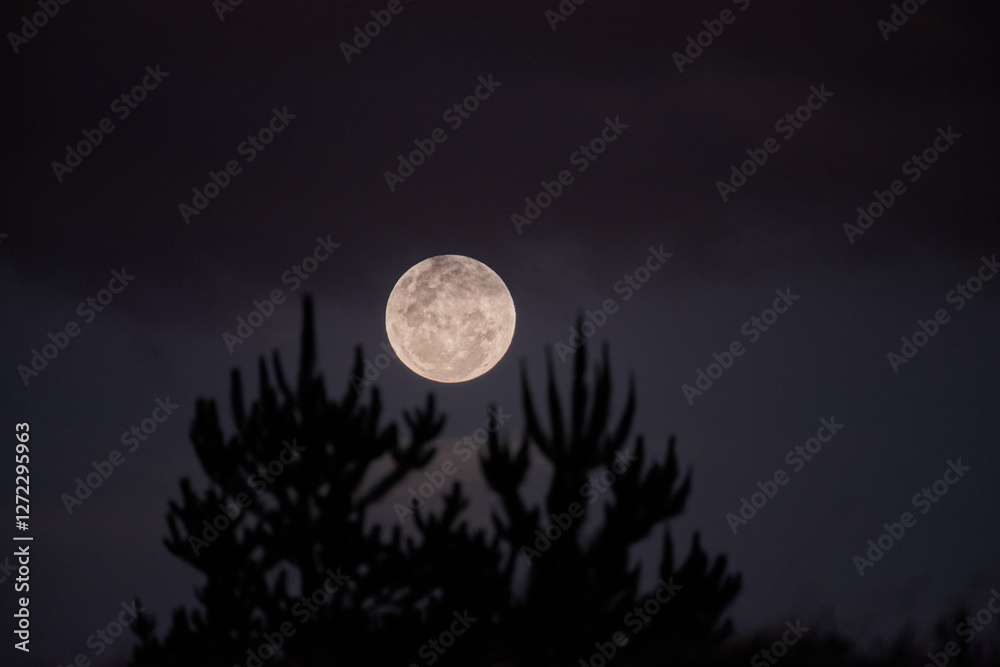 Full Moon Over Silhouetted Trees Full Moon Over Silhouetted Trees