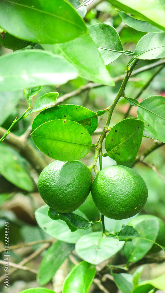 fresh green organic citrus lime fruit hanging on the tree branch. fresh green organic citrus lime fruit hanging on the tree branch.