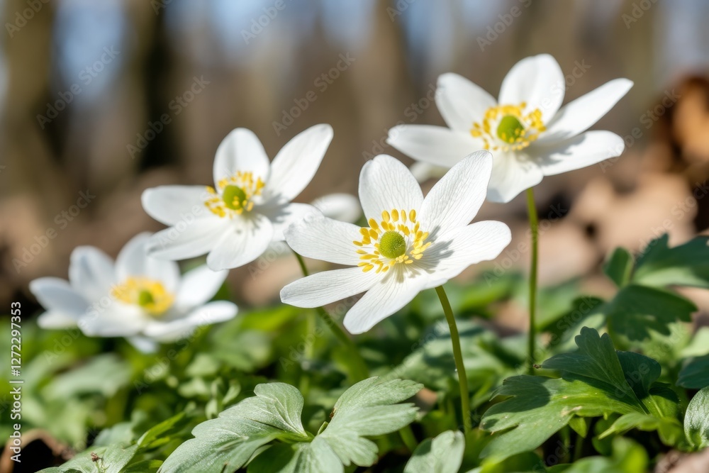 Group of white flowers with yellow centers are in a field Group of white flowers with yellow centers are in a field