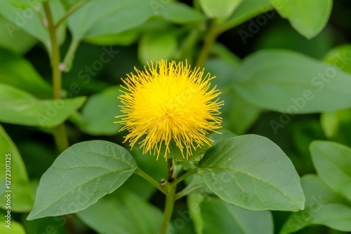 Yellow flower with green leaves photo