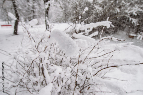 Snow-covered branch in winter.