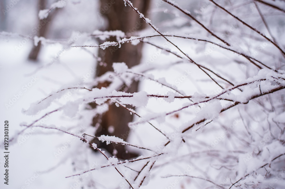Snow winter landscape. Frozen branches of bushes and trees. Snow winter landscape. Frozen branches of bushes and trees.