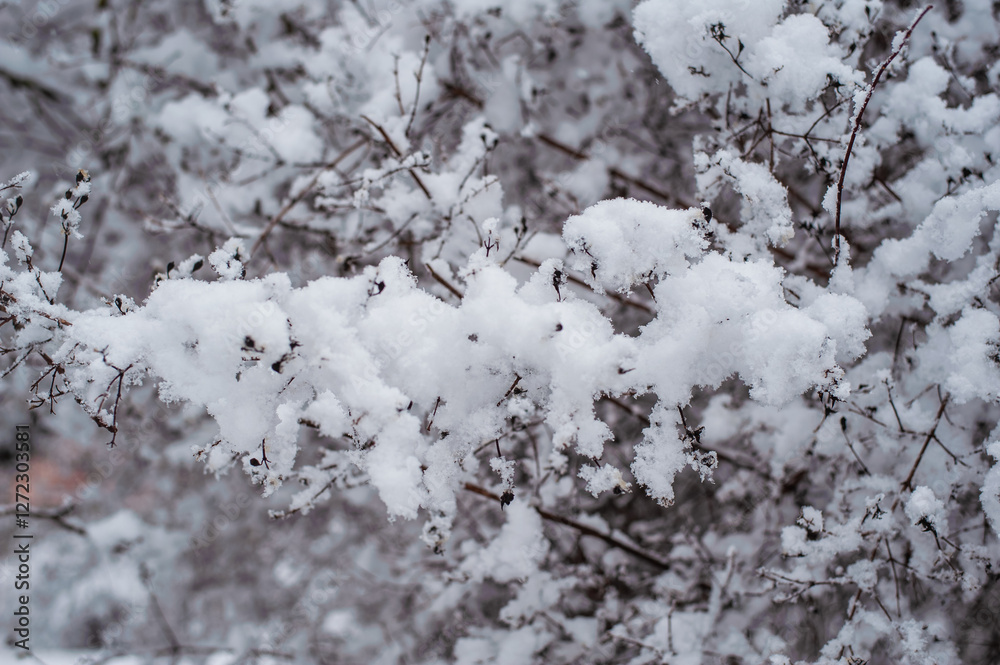 Winter landscape with frozen tree leaves. Winter landscape with frozen tree leaves.