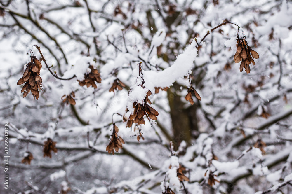 Frozen leaves.Winter city. Snow Covered Tree Branches.Atmospheric winter view with frost covered tree branches and dry plants in forest on blurred background during snowfall. Frozen leaves.Winter city. Snow Covered Tree Branches.Atmospheric winter view with frost covered tree branches and dry plants in forest on blurred background during snowfall.