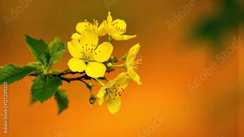 Apricot Blossom, Vibrant Yellow Flowers on Branch