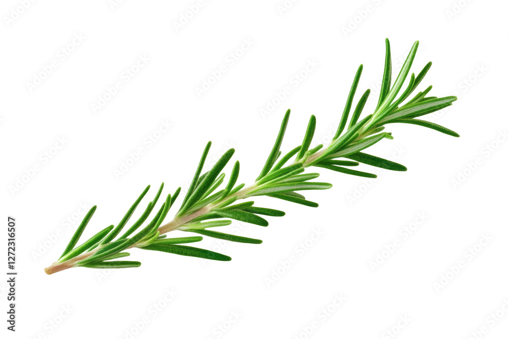 Long green herb with a white background, isolated Long green herb with a white background, isolated