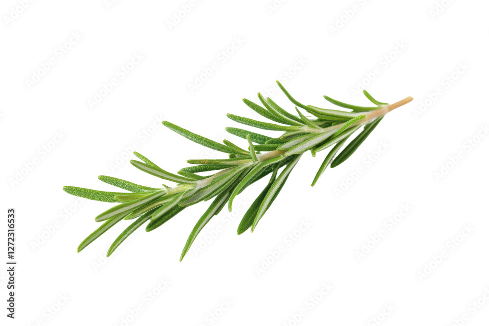 Green leafy plant with a long stem, isolated Green leafy plant with a long stem, isolated