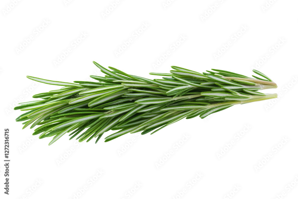 Bunch of fresh green herbs, possibly rosemary, isolated Bunch of fresh green herbs, possibly rosemary, isolated