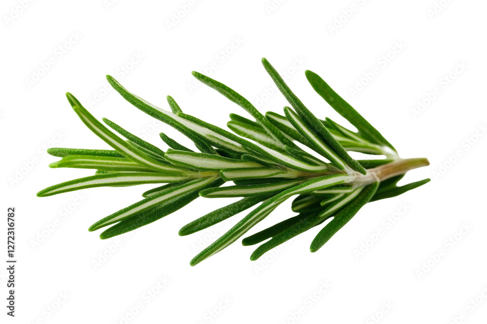 Green leafy plant with a white background, isolated Green leafy plant with a white background, isolated