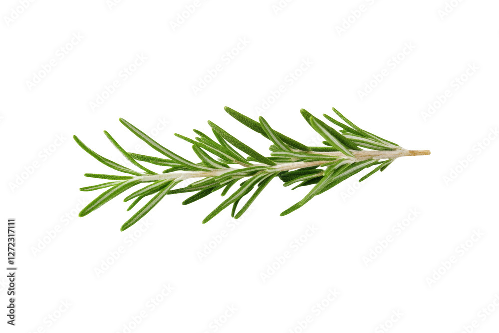 Green leafy plant with a long stem, isolated Green leafy plant with a long stem, isolated