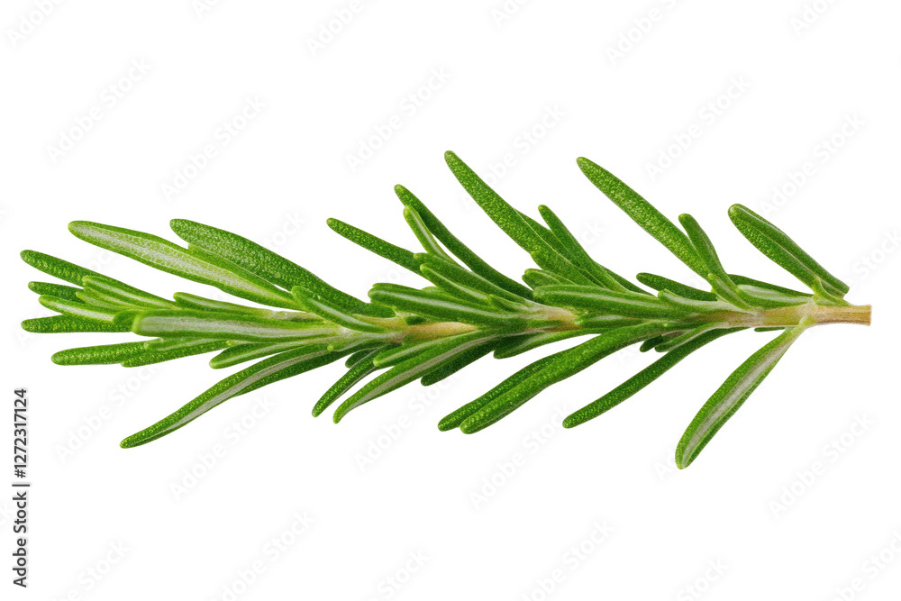 Green leafy plant with a long stem, isolated Green leafy plant with a long stem, isolated